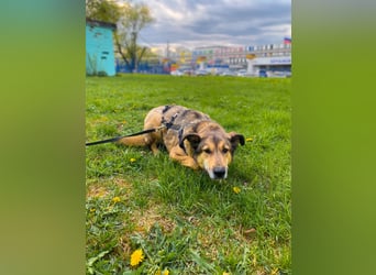 Ruhige Pavelica ❤️ sucht liebevolles Zuhause