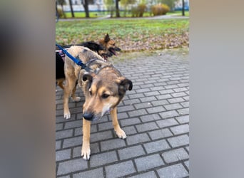 Ruhige Pavelica ❤️ sucht liebevolles Zuhause