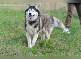Nord ❤️ ein liebevoller Senior auf der Suche nach seinem Glück