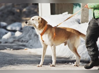 Großer Hund mit großem Herz sucht seine Chance