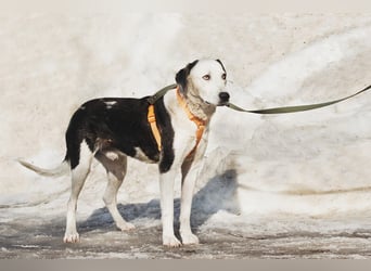 Liebenswerter Pluto ❤️ sucht sein Zuhause