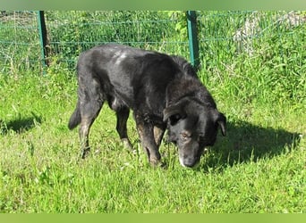 Lee sucht ein neues Zuhause