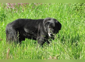 Tommy sucht ein neues Zuhause