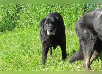 Tommy sucht ein neues Zuhause