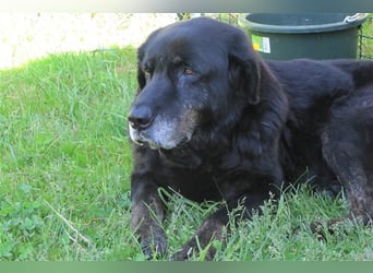 Tommy sucht ein neues Zuhause