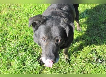 Lee sucht ein neues Zuhause