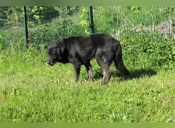 Lee sucht ein neues Zuhause