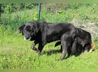 Tommy sucht ein neues Zuhause