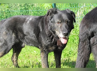 Lee sucht ein neues Zuhause