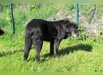 Tommy sucht ein neues Zuhause