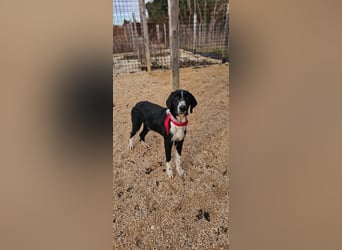 Sanfter TOM sucht seine Familie ❤️