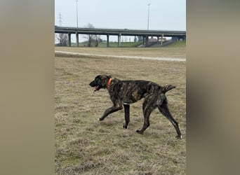 ROYAL sucht sein Für-Immer-Körbchen ❤️