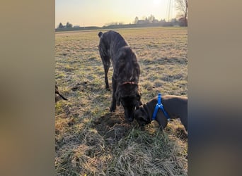 ROYAL sucht sein Für-Immer-Körbchen ❤️