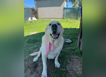 LESKA sucht ihr forever Home ❤️