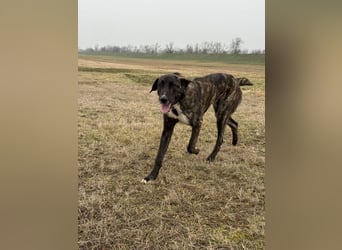 ROYAL sucht sein Für-Immer-Körbchen ❤️