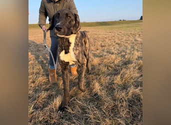 ROYAL sucht sein Für-Immer-Körbchen ❤️