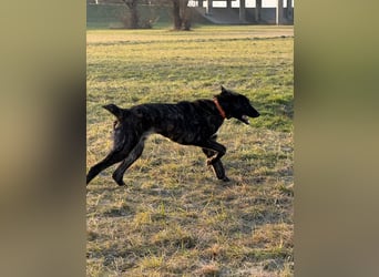 ROYAL sucht sein Für-Immer-Körbchen ❤️