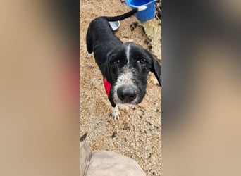 Sanfter TOM sucht seine Familie ❤️