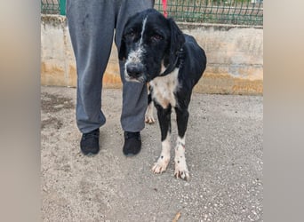 Sanfter TOM sucht seine Familie ❤️