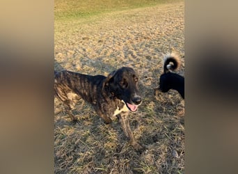 ROYAL sucht sein Für-Immer-Körbchen ❤️