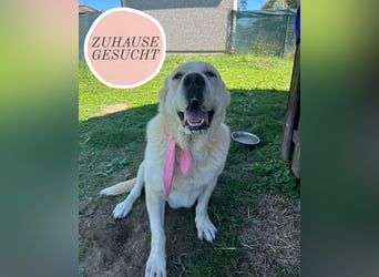 LESKA sucht ihr forever Home ❤️