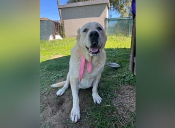 LESKA sucht ihr forever Home ❤️