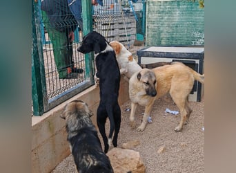 Sanfter TOM sucht seine Familie ❤️