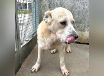 LESKA sucht ihr forever Home ❤️