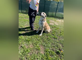 LEA sucht ihr Für-Immer-Körbchen ❤️