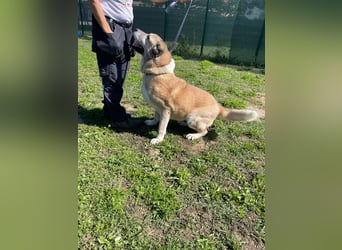 LEA sucht ihr Für-Immer-Körbchen ❤️