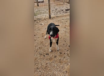 Sanfter TOM sucht seine Familie ❤️