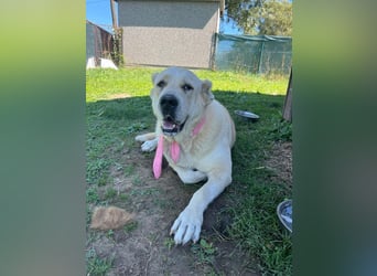 LESKA sucht ihr forever Home ❤️