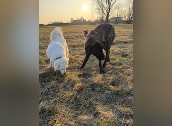 ROYAL sucht sein Für-Immer-Körbchen ❤️