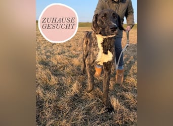 ROYAL sucht sein Für-Immer-Körbchen ❤️