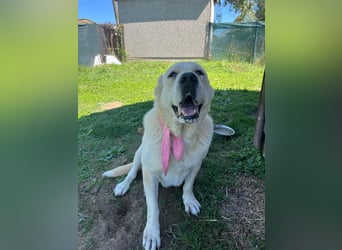 LESKA sucht ihr forever Home ❤️