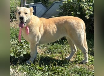 LESKA sucht ihr forever Home ❤️