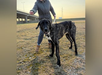 ROYAL sucht sein Für-Immer-Körbchen ❤️