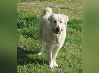 Jako, geb. ca. 09/2023, lebt in GRIECHENLAND, im städt. Tierheim Serres