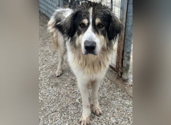 Mozart, geb. ca. 07/2025, lebt in GRIECHENLAND, im städt. Tierheim Serres