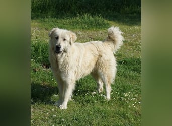 Jako, geb. ca. 09/2023, lebt in GRIECHENLAND, im städt. Tierheim Serres