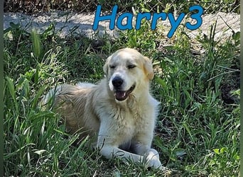 Harry3 07/2022 (ESP) - angenehmer und menschenbezogener Rüde!