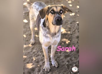 Sarah geb. 12/2023 (ESP) - aufgeschlossene, anhängliche und lustige Junghündin!
