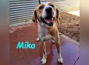 Mika geb. 11/2024 (ESP) - lebensfroher, sportlicher und lernwilliger Junghund!