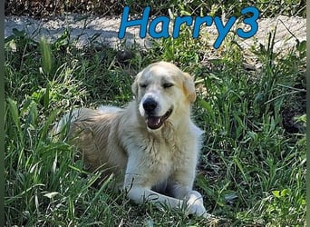 Harry3 07/2022 (ESP) - angenehmer und menschenbezogener Rüde!