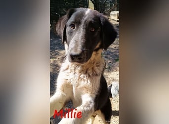 Millie geb. 09/2024 (GRC) - sanfte, verschmuste und verspielte Junghündin!