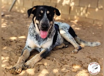 Manuela geb. 12/2023 (ESP) - harmonische, gutmütige und lustige Jungündin!