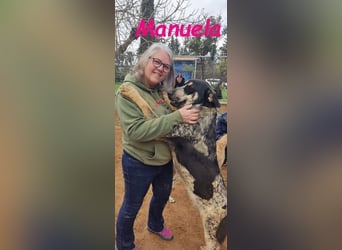 Manuela geb. 12/2023 (ESP) - harmonische, gutmütige und lustige Junghündin!