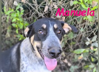 Manuela geb. 12/2023 (ESP) - harmonische, gutmütige und lustige Jungündin!