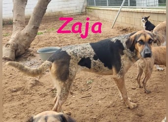 Zaja geb. 12/2023 (ESP) - aufgeschlossene, fröhliche und anhängliche Junghündin!