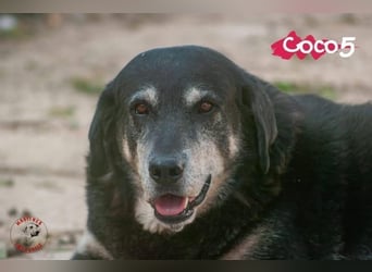 Coco5 geb. 06/2017 (ESP) - ein Engel auf vier Pfoten!